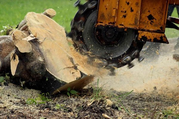 Featured-How-to-remove-a-tree-stump-by-grinding