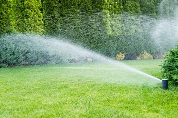 Irrigation of the green grass with sprinkler system.